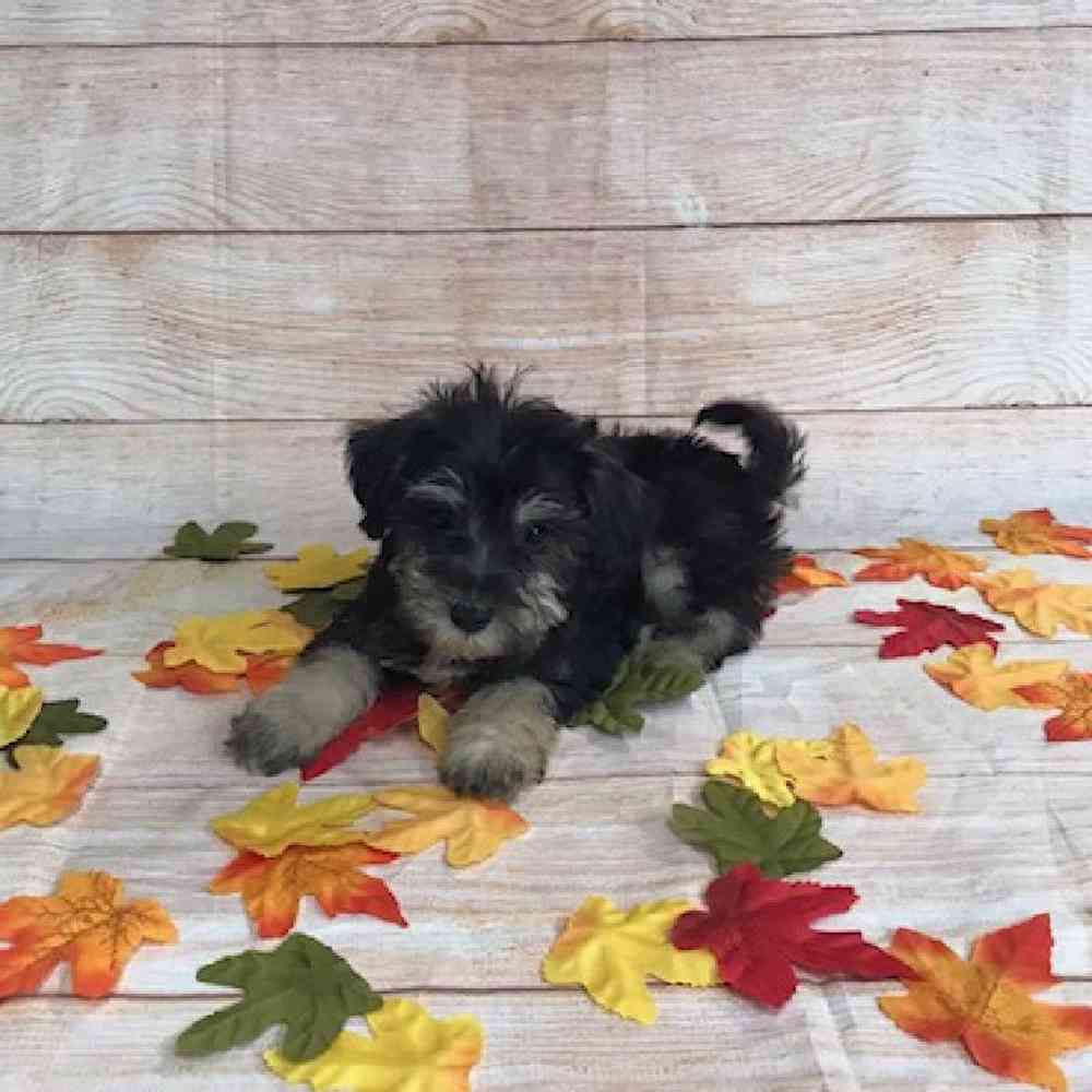 Miniature Schnauzer/Poodle Puppy for sale Tullys Kennels
