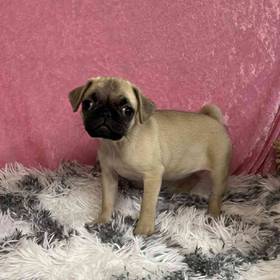Pug