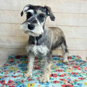 Miniature Schnauzer