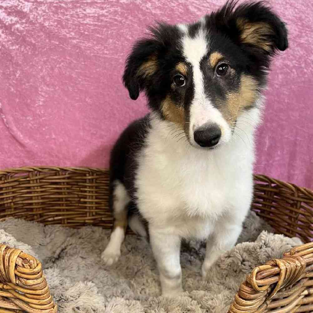 carousel pet images