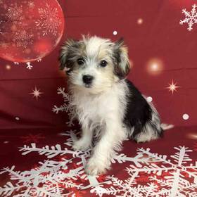 Yorkshire Terrier / Maltese