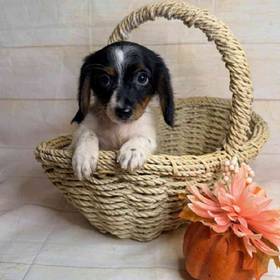 Dachshund