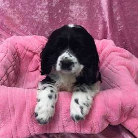 Cocker Spaniel