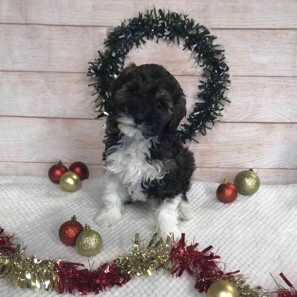 carousel pet images