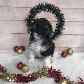 Old English Sheepdog/Poodle