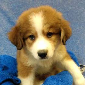 Great Pyrenees/ Bernese Mountain Dog