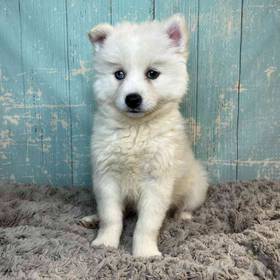 Pomeranian/Siberian Husky