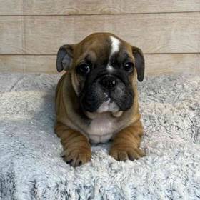 Bulldog