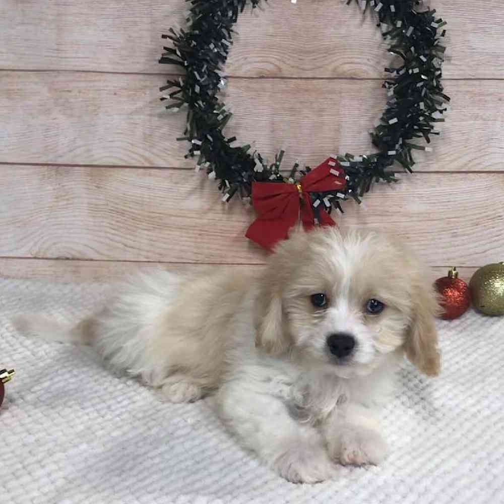 carousel pet images