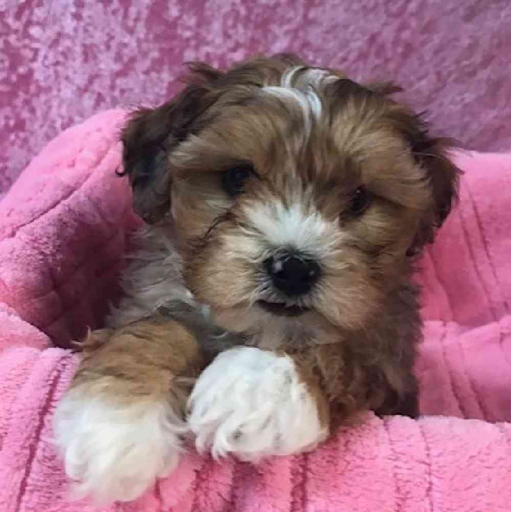 ShihTzu/Poodle Puppy for sale Tullys Kennels