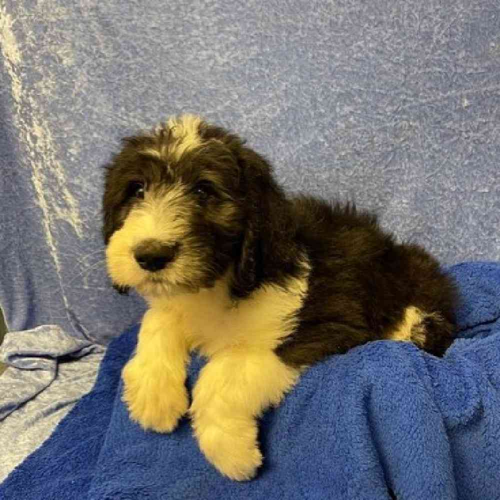 Sheep poodle hot sale for sale