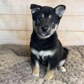 Shiba Inu