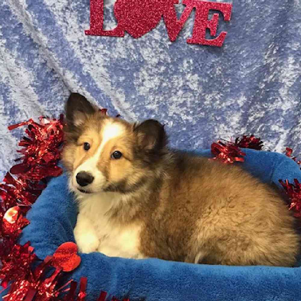 carousel pet images