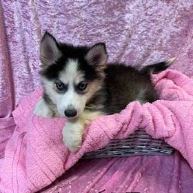 Pomeranian/Siberian Husky