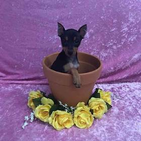 Miniature Pinscher