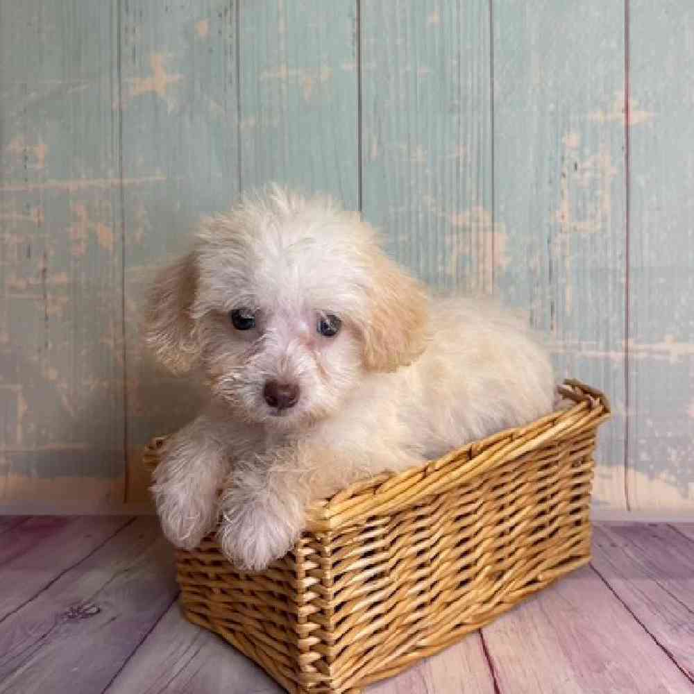 Image of a pet breed in the gallery