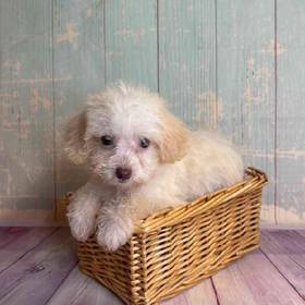 Maltese-Poodle
