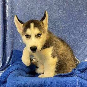 Siberian Husky